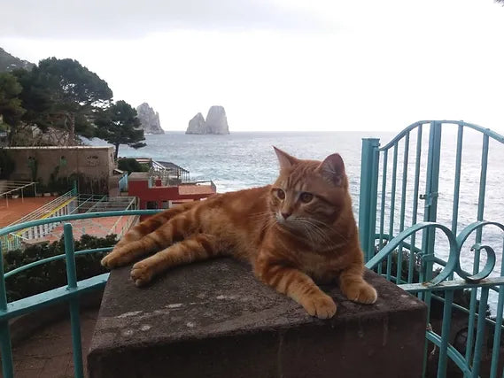 Ciondolo a forma di gatto in oro e diamanti: il modello Ivan unico nel suo genere