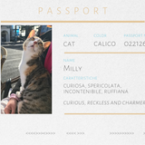 Spilla in diaspro a forma di gatto Milly