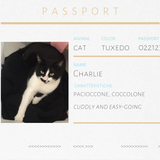 Spilla con gatto bianco e nero Charlie