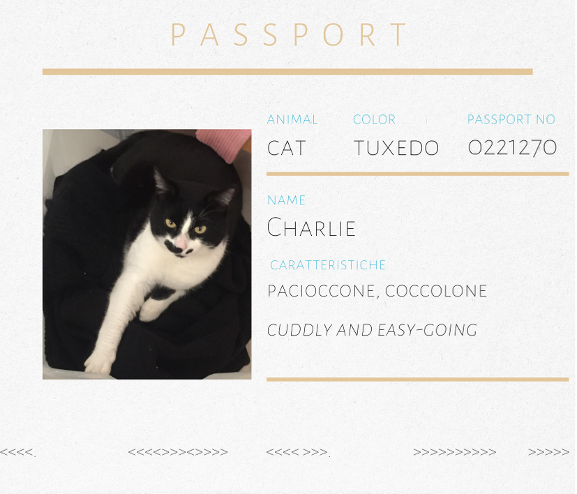 Spilla con gatto bianco e nero Charlie