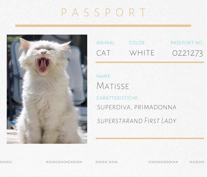 Spilla gatto bianco Matisse